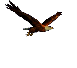 graphics-eagle-576150