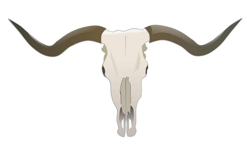 longhorn-skull